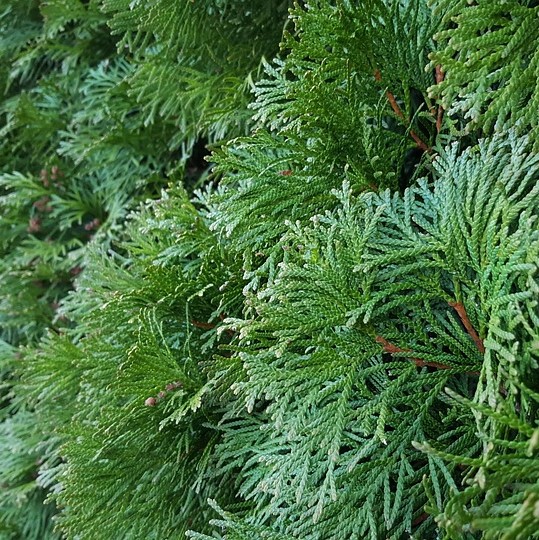 Immergrüne Hecken: Ein wichtiger Bestandteil Ihres Gartens